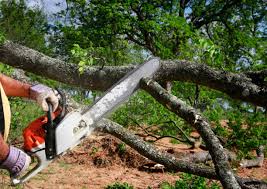 How Our Tree Care Process Works  in  Woodland Heights, PA