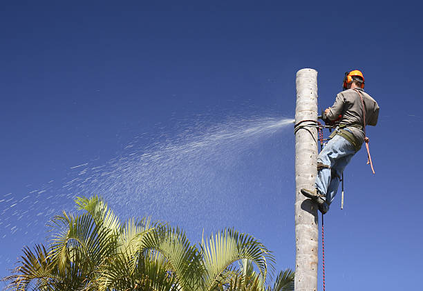 How Our Tree Care Process Works  in  Woodland Heights, PA